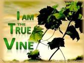 John 15:1 I AM Series - I am the True Vine